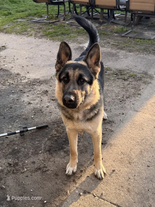 Gunner – German Shepherd Dog, King Shepherd puppy for sale in Hammond, IN