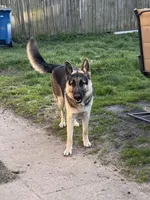 Gunner, a male German Shepherd Dog and King Shepherd for sale in Hammond, IN – Photo 2 of 5