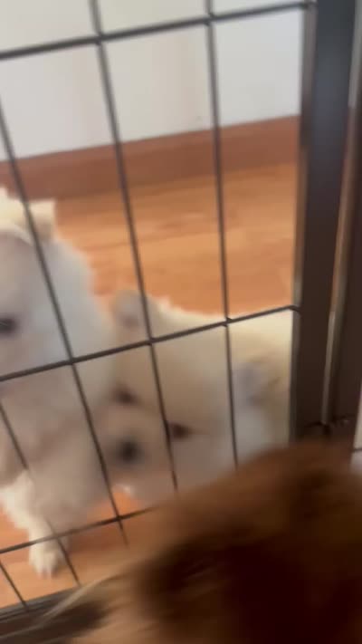 Mochi, a male Pomeranian for sale in Los Angeles, CA – 2 of 2