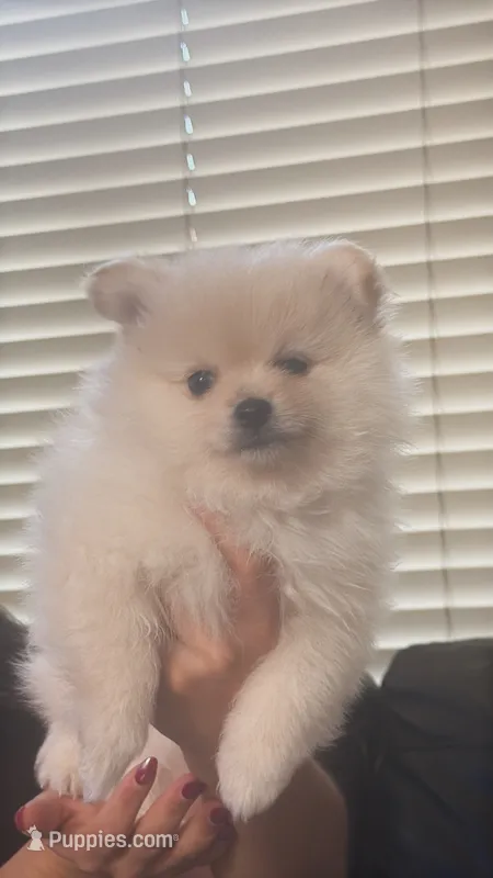 Mochi – Pomeranian puppy for sale in Los Angeles, CA