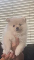 Mochi, a male Pomeranian for sale in Los Angeles, CA – 1 of 2