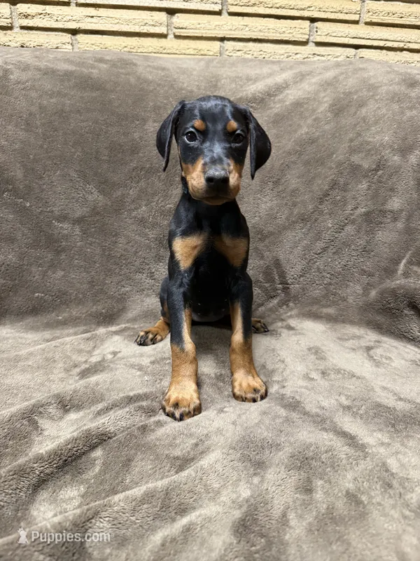 Zara – Doberman Pinscher puppy for sale in McHenry, IL