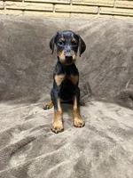 Zara, a female Doberman Pinscher for sale in McHenry, IL – 4 of 10