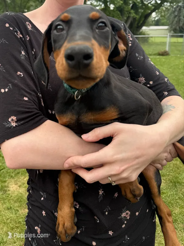 Zara – Doberman Pinscher puppy for sale in McHenry, IL