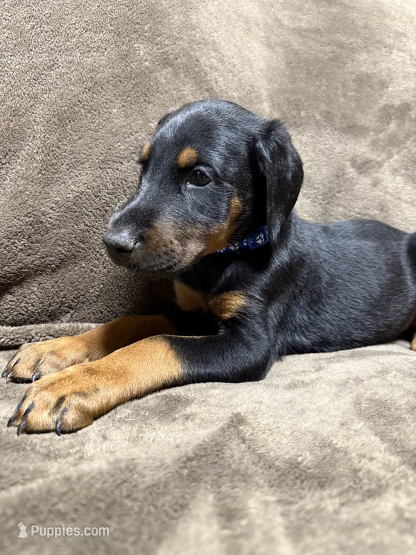 Orion – Doberman Pinscher puppy for sale in McHenry, IL