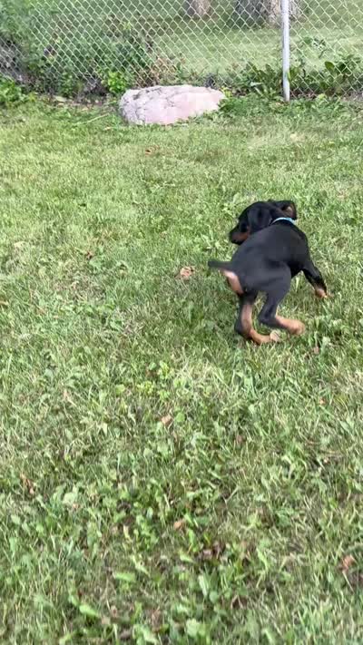 Orion, a male Doberman Pinscher for sale in McHenry, IL – 4 of 10
