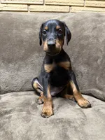 Sterling, a male Doberman Pinscher for sale in McHenry, IL – 7 of 10