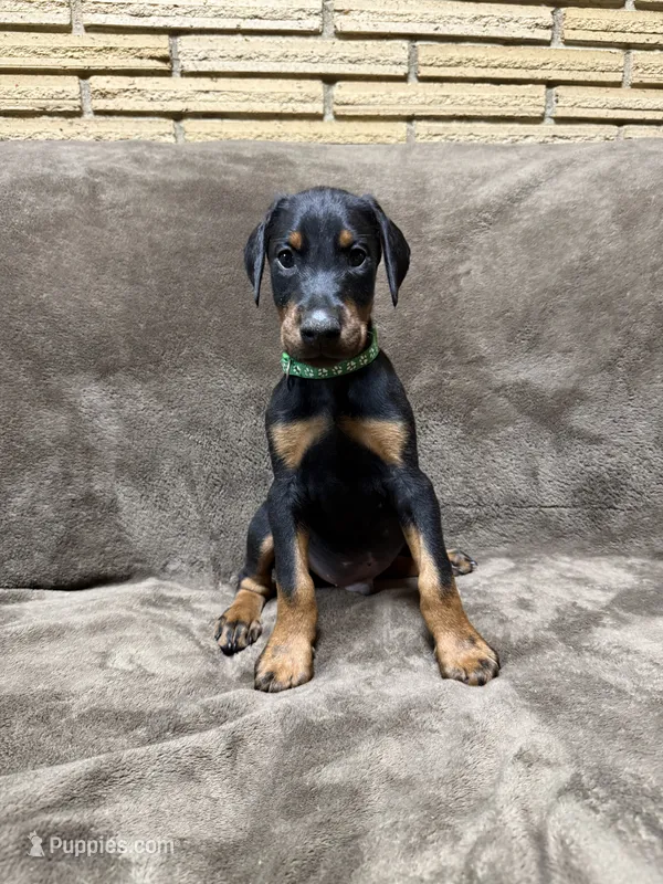 Atlas – Doberman Pinscher puppy for sale in McHenry, IL