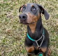 Sterling, a male Doberman Pinscher for sale in McHenry, IL – 3 of 4
