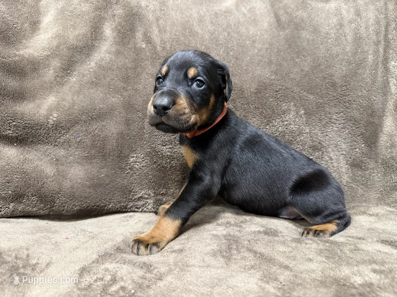 Enzo – Doberman Pinscher puppy for sale in McHenry, IL