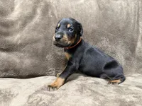 Enzo, a male Doberman Pinscher for sale in McHenry, IL – 1 of 4