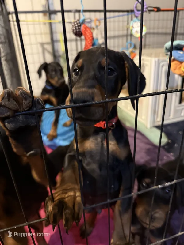 Enzo – Doberman Pinscher puppy for sale in McHenry, IL