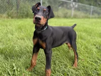 Zara, a female Doberman Pinscher for sale in McHenry, IL – 4 of 9
