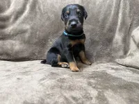 Orion, a male Doberman Pinscher for sale in McHenry, IL – 1 of 3