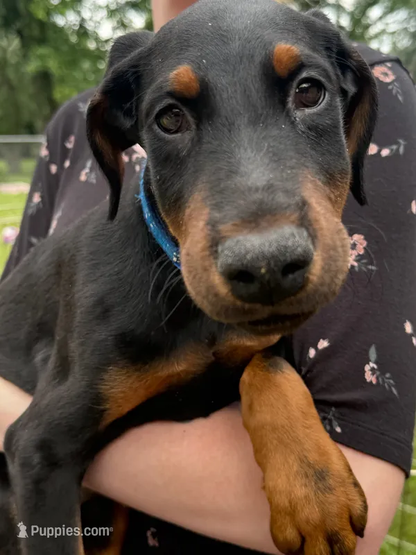 Orion – Doberman Pinscher puppy for sale in McHenry, IL