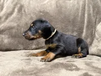 Atlas, a male Doberman Pinscher for sale in McHenry, IL – 2 of 4