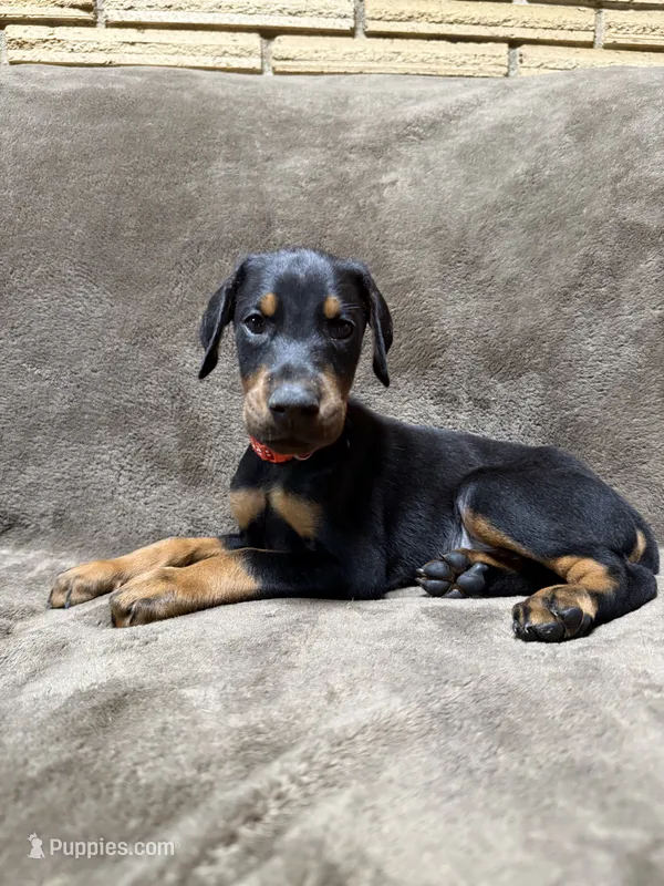 Enzo – Doberman Pinscher puppy for sale in McHenry, IL