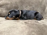 Sterling, a male Doberman Pinscher for sale in McHenry, IL – 1 of 4