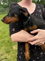 Zara, a female Doberman Pinscher for sale in McHenry, IL – 2 of 10