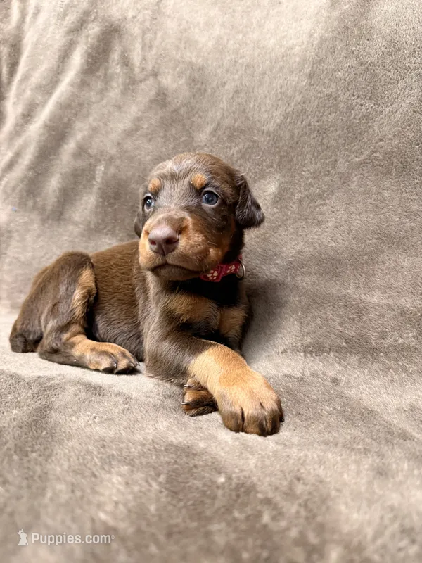 Sienna – Doberman Pinscher puppy for sale in McHenry, IL