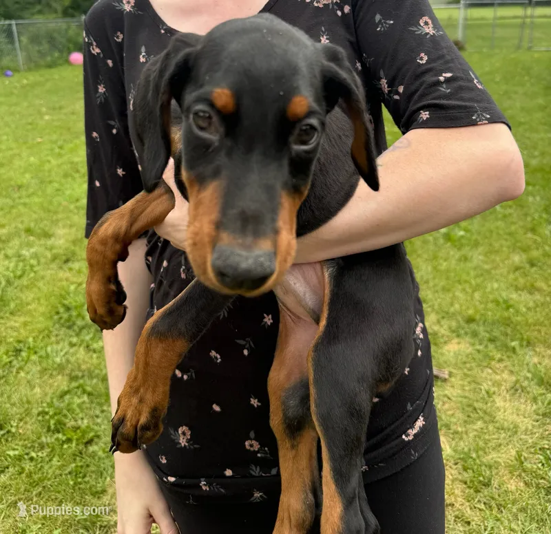 Sterling – Doberman Pinscher puppy for sale in McHenry, IL