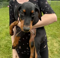 Sterling, a male Doberman Pinscher for sale in McHenry, IL – 1 of 10