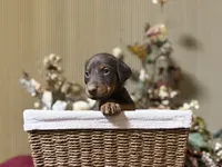 Draco, a male Doberman Pinscher for sale in McHenry, IL – Photo 1 of 5