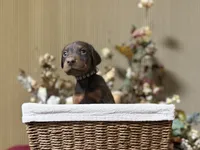 Draco, a male Doberman Pinscher for sale in McHenry, IL – Photo 2 of 5