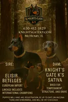 Draco, a male Doberman Pinscher for sale in McHenry, IL – Photo 3 of 5