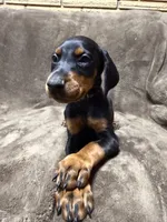 Zara, a female Doberman Pinscher for sale in McHenry, IL – 5 of 10