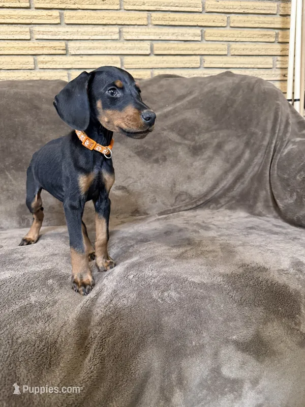 Celeste – Doberman Pinscher puppy for sale in McHenry, IL