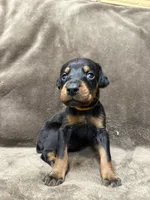 Celeste, a female Doberman Pinscher for sale in McHenry, IL – 2 of 4