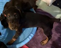 Sterling, a male Doberman Pinscher for sale in McHenry, IL – 3 of 10