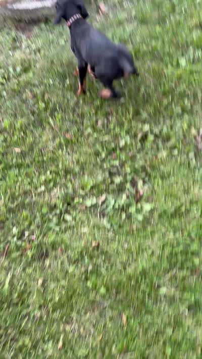 Sterling, a male Doberman Pinscher for sale in McHenry, IL – 5 of 10