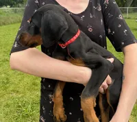 Enzo, a male Doberman Pinscher for sale in McHenry, IL – 3 of 10