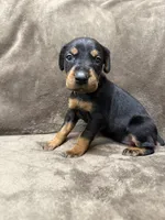 Zara, a female Doberman Pinscher for sale in McHenry, IL – 2 of 4