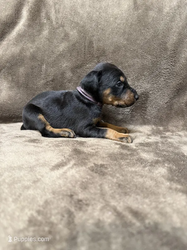 Lyra – Doberman Pinscher puppy for sale in McHenry, IL