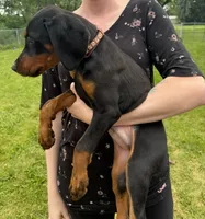Sterling, a male Doberman Pinscher for sale in McHenry, IL – 2 of 10
