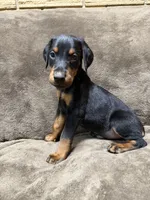 Sterling, a male Doberman Pinscher for sale in McHenry, IL – 6 of 10