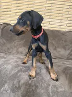 Enzo, a male Doberman Pinscher for sale in McHenry, IL – 4 of 10