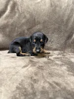 Lyra, a female Doberman Pinscher for sale in McHenry, IL – 2 of 4