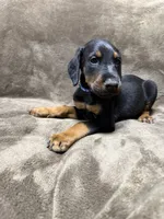 Orion, a male Doberman Pinscher for sale in McHenry, IL – 7 of 10