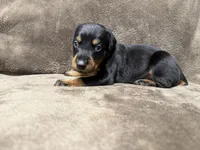 Sterling, a male Doberman Pinscher for sale in McHenry, IL – 2 of 4