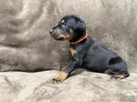 Enzo, a male Doberman Pinscher for sale in McHenry, IL – 2 of 4