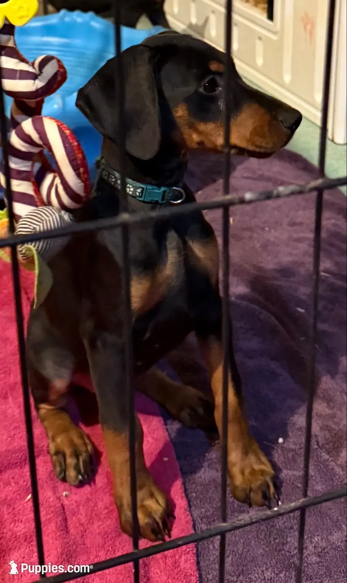 Zara, a female Doberman Pinscher for sale in McHenry, IL – 3 of 10