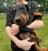 Enzo, a male Doberman Pinscher for sale in McHenry, IL – 2 of 10