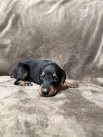Nova, a female Doberman Pinscher for sale in McHenry, IL – 2 of 4