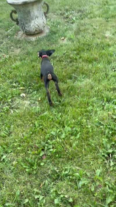 Enzo, a male Doberman Pinscher for sale in McHenry, IL – 5 of 10