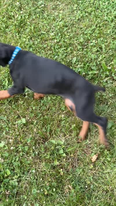 Orion, a male Doberman Pinscher for sale in McHenry, IL – 5 of 10