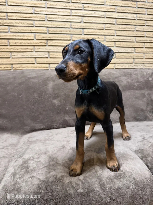 Zara – Doberman Pinscher puppy for sale in McHenry, IL